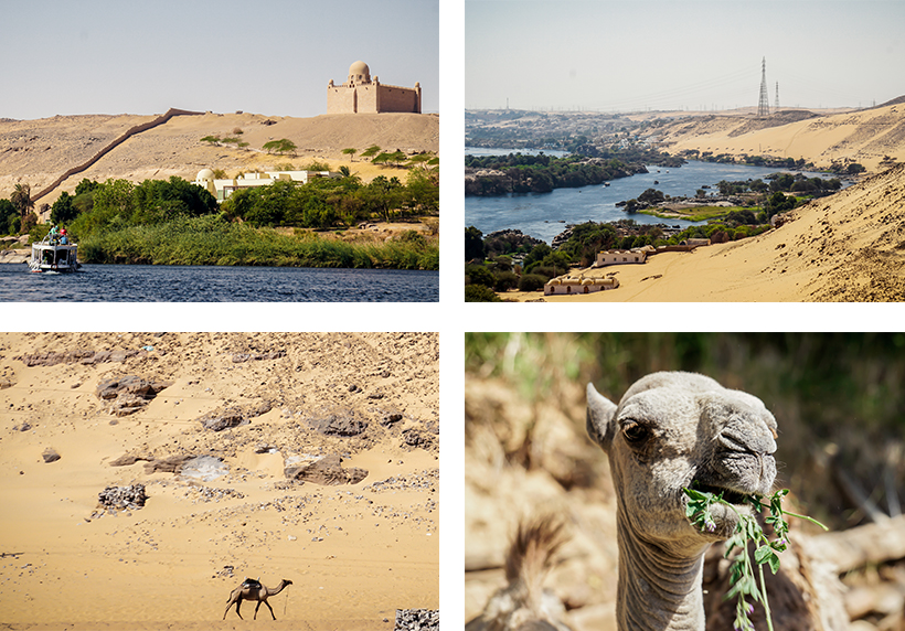 Unterwegs mit dem Ausflugsboot am Nil / Der Nil und Assuan von oben / (hungrige) Kamele wohin das Auge schaut 